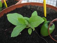 foto di Nicotiana tabacum, cv.BelW3