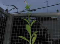 foto di Pianta Nicotiana tabacum