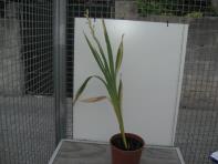 foto di Gladiolus gandavensis