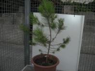 foto di Pinus pinea