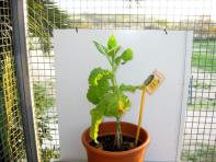 foto di Nicotiana tabacum