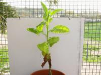 foto di Nicotiana tabacum