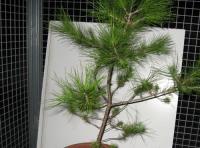 foto di Pinus sp.