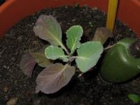 foto di Brassica oleracea