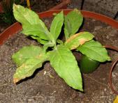 foto di Nicotiana tabacum, cv.BelW3