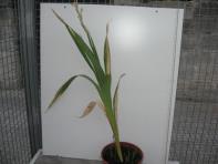 foto di Gladiolus gandavensis