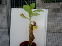 foto di Nicotiana tabacum