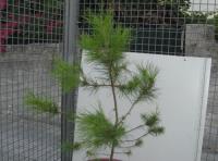 foto di Pinus sp.