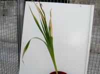 foto di Gladiolus gandavensis