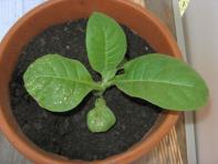 foto di Nicotiana tabacum, cv. Bel W3