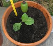 foto di Nicotiana tabacum, cv. Bel W3