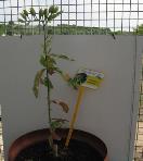 foto di Nicotiana tabacum