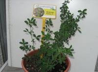 foto di Medicago sativa