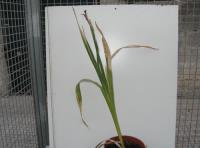 foto di Gladiolus gandavensis