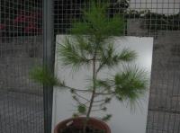 foto di Pinus sp.