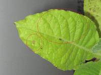 foto di Foglia di Nicotiana tabacum