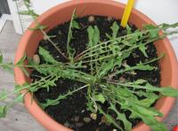 foto di Taraxacum officinale