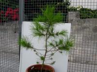 foto di Pinus sp.