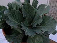 foto di Brassica oleracea