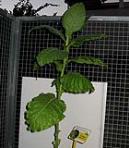 foto di Nicotiana tabacum, cv.BelW3