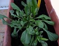 foto di Taraxacum officinale