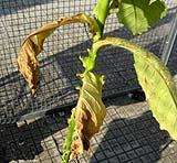 foto di Nicotiana tabacum, cv.BelW3