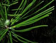 foto di Foglie di Pinus pinea