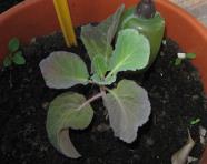 foto di Brassica oleracea