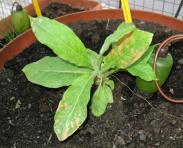 foto di Nicotiana tabacum, cv.BelW3