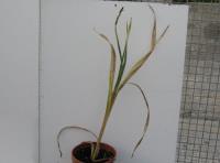 foto di Gladiolus gandavensis