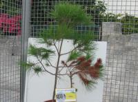 foto di Pinus sp.