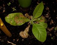 foto di Nicotiana tabacum, cv.BelW3