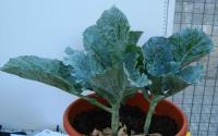 foto di Brassica oleracea