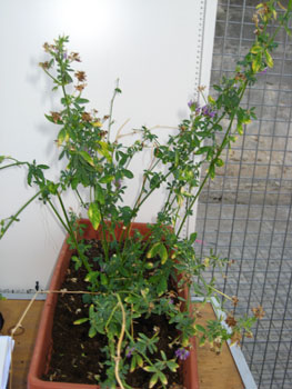 foto di Medicago sativa