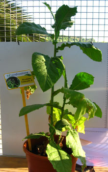 foto di Nicotiana tabacum