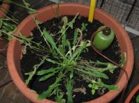 foto di Taraxacum officinale