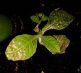 foto di Nicotiana tabacum, cv.BelW3