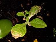 foto di Nicotiana tabacum, cv.BelW3