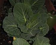 foto di Brassica oleracea