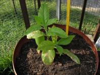 foto di Nicotiana tabacum, cv.BelW3