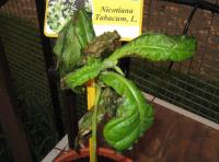 foto di Pianta Nicotiana tabacum