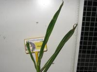 foto di Pianta di Gladiolus gandavensis