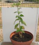 foto di Nicotiana tabacum