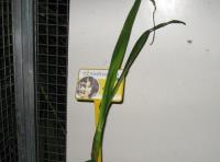 foto di Gladiolus gandavensis