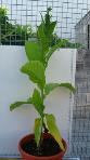 foto di Pianta di Nicotiana tabacum