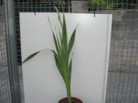 foto di Gladiolus gandavensis