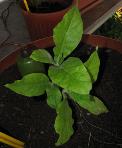 foto di Nicotiana tabacum, cv.BelW3